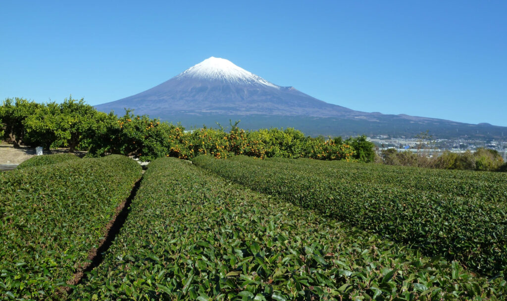 静岡県を象徴する富士山と茶畑の写真